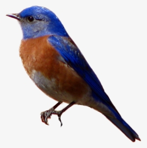 Avian, Western Blue - Blue Bird Transparent Background #393213