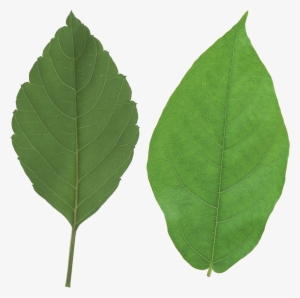Green Leaf Png - Leaf Png #393783 Green Leaf Png - Leaf Png #393783