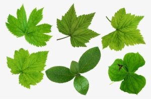 Green Leaves Png Image - Green Leaves #393912