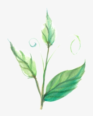 Translucent Ornament Material For Illusions And Foliage - Ornament #394220