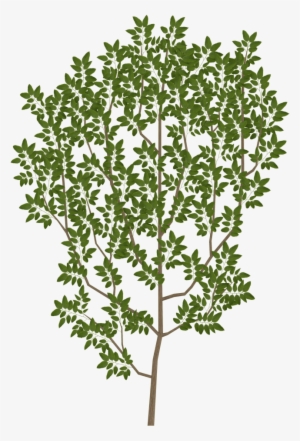 Tree Branch Texture Png #394435