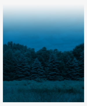 Foliage Progress - Conifer #394792