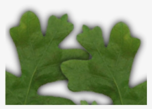 Gambel Oak - Aspen Alps Condominiums #395137