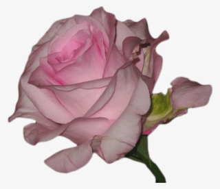 Transparent Blg - Vaporwave Flower Transparent #395922