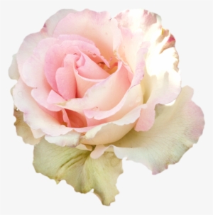 Pastel Roses For Edits #395976