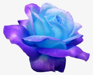 Download Artistic Drawing of Blue Roses Shaped like Lungs PNG Online -  Creative Fabrica