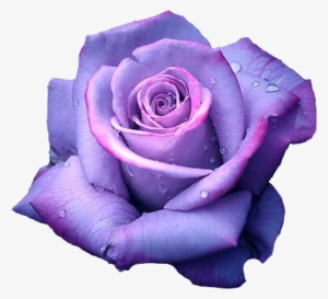 Purple Rose Clipart Png Tumblr - Live Your Dreams [book] #396337