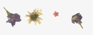 Pressed Flower Png #396362