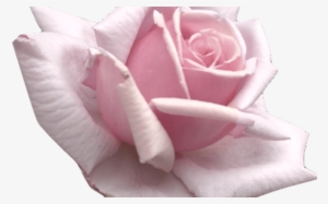 Flowers Tumblr Transparent Yh Ideas For The House - Floribunda #396381 Flowers Tumblr Transparent Yh Ideas For The House - Floribunda #396381