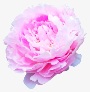 Flower Transparent Background Tumblr - Flowers Of Transparent Backgrounds #396620