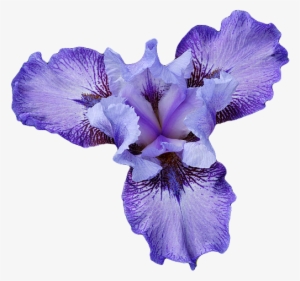 Purple Iris Flower Transparent #396670