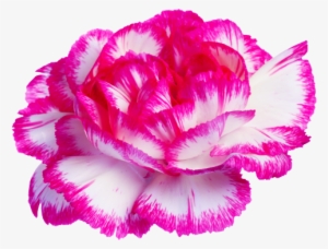 Carnation On Tumblr - Transparent Tumblr Posts Flowers #396748