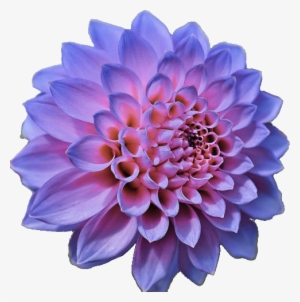 Flowers Png Tumblr Flowers Tumblr Transparent - Blue Pink Purple Flowers #396921 Flowers Png Tumblr Flowers Tumblr Transparent - Blue Pink Purple Flowers #396921