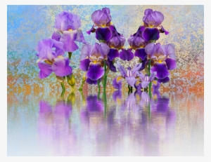 Iris, Flower, Schwertliliengewaechs #397957