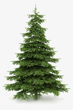 There Can Be A Big Difference Between Different Types - Real Christmas Tree Png #398325
