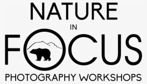 Png Freeuse Download Workshop Policies - Bear Silhouette #399292