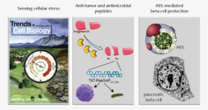 Cellular Stress Responses And Adaptation To Stress - Portable Network Graphics #3902663
