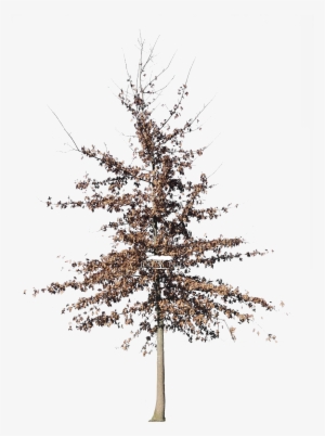 Quercus Palustris - Oak #3902982