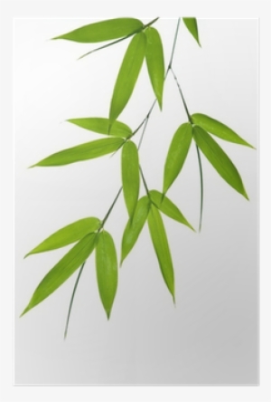 Bamboo Leaves Vector Png #3903061