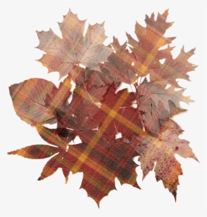 Autumn Colors - Oak Tree Leaf #3903283