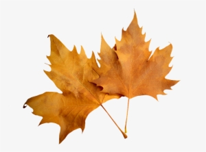 The Study Of Nature Is A Large, If Not The Only, Part - Herbstblatt Png #3903351