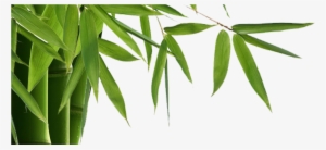 Bamboo Is Elegant, Modern With Many Benefits Inside - Transparent Background Bamboo Border Png #3903454