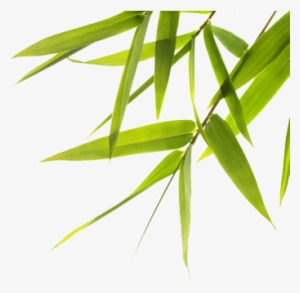 Bodhi Seed Center For Healing And Conscious Living - Dogs For Sale Poster #3903658