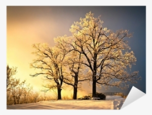 Ice And Frost Covered Oak Tree In Cold Winter Snow #3904617