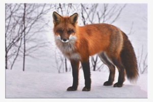 "fox In Winter Snow" Premium Canvas - Public Domain Red Fox #3904911