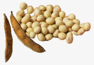 Soy-beans - Jpeg #3904955