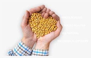 Man Cupping Hands Together Filled With Roasted Soybeans - Soybean #3904987 Man Cupping Hands Together Filled With Roasted Soybeans - Soybean #3904987