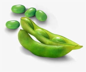 Edamame Png Photos - Edamame Png #3904989 Edamame Png Photos - Edamame Png #3904989