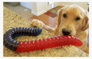 Worlds Largest Gummy Worm #3905134