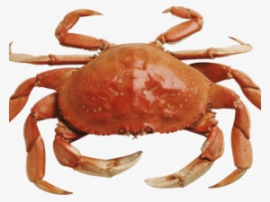 Crabs Clipart Yellow Crab - Png Crab #3905967