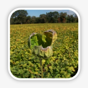 Herbicide-damaged Soybeans From Dicamba Drift - Dicamba #3906418