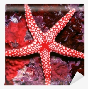Beautiful Red And White Starfish Wall Mural • Pixers® - Estrellas De Mar Tienen Ojos #3906748