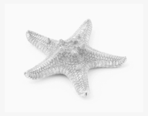 Why Stay - Starfish #3907570