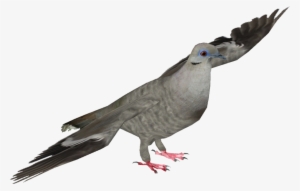 White-winged Dove - Stock Dove #3907575