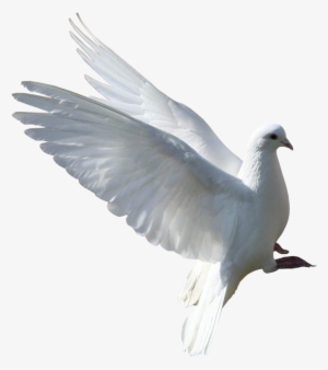 Disney Princess Images Dove 11 Hd Wallpaper And Background - Group Of Pigeons Png #3907846