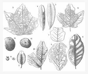 File - La Nature - 1878 - S1 - P285 - Les Périodes - Drawing #3908423