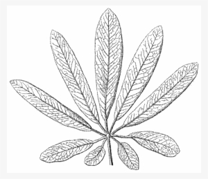 File - La Nature - 1877 - S2 - P125 - Les Périodes - Illustration #3908455