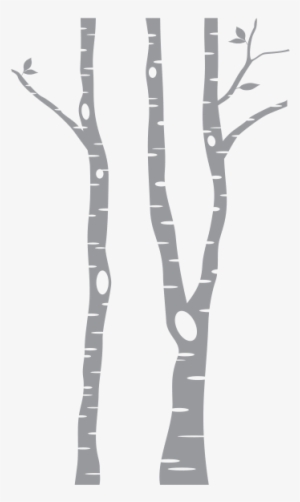 Birch Trees Transparent #3908655