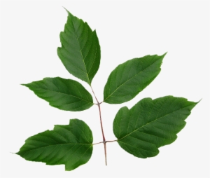 Emerald Ash Borer - Canoe Birch #3908926