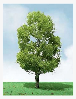 Jtt Pro-elite Trees - Birch 3.5" To 4" 2/pk #3908931