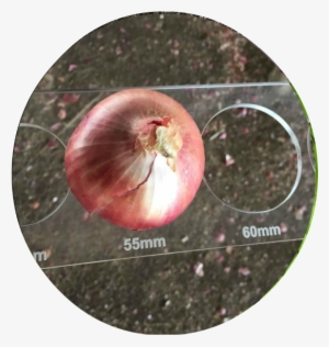 Fresh Onions - Orange Onions #3909051