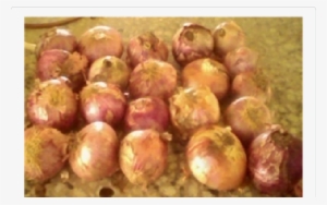 Whole Onion Samples - Onion #3909196