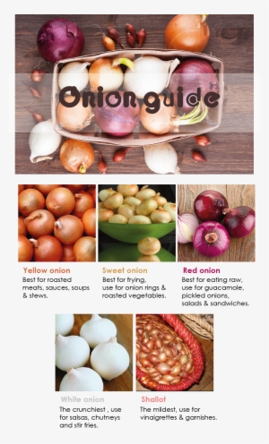 Onion Guide #3909388