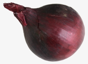 Red Onion - - Red Onion #3909488