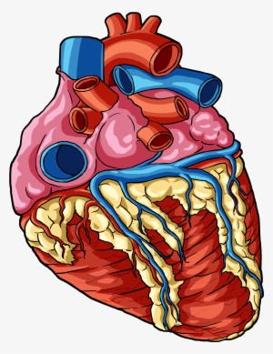 Heart 1 - Human Body Part Png Transparent #3911482