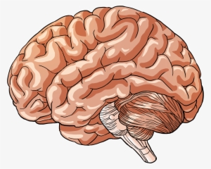 Brain 1 - Body Part Png Transparent #3911504